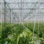 horticulture greenhouse video thumbnail cropped 150x150.jpg